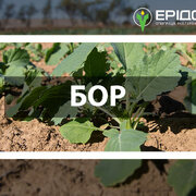 Живлення ріпаку борними добривами. Правильний вибір, особливості використання, значення бору для рослин