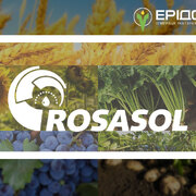 Позакореневі добрива ROSASOL (Розасоль) — інструмент керованого мінерального живлення