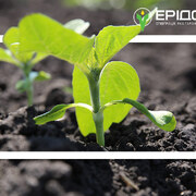 Ґрунтові гербіциди на посівах соняшнику