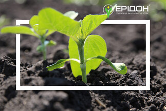 Ґрунтові гербіциди на посівах соняшнику