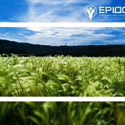 Високоякісне насіння ярого ячменю від компанії «Ерідон»