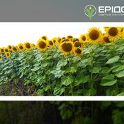 Система живлення соняшнику: добрива, норми, фази