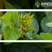 Система живлення сої: мінеральні добрива та позакореневе підживлення