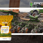 Санрок - середньоранній гібрид соняшнику від IFAGRI