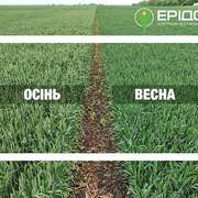 Посів ярої пшениці восени: порівняння врожайності, переваги, перспективи та можливості