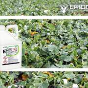 Інсектицид Еванс Про від IFAGRI – мікрокапсули на захисті вашого врожаю