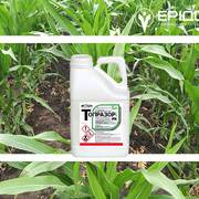 Гербіцид Топразор, РК від IFAGRI — максимум захисту кукурудзи та мінімум резистентності бур’янів
