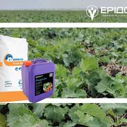 Старт після зими – технології стимуляції кореневої системи озимих культур