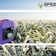 Весняний стрес озимих: надійна підтримка з Редонік АНТИСТРЕС АМІНО