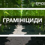 Грамініциди IFAGRI: злакові бур’яни під контролем у посівах соняшнику, сої і буряку цукрового